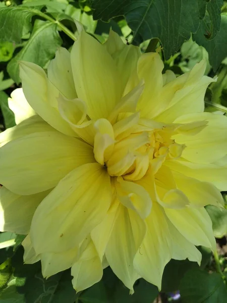 マクロの大きな黄色の花 — ストック写真