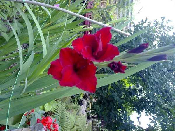Прекрасна Барвиста Квітка Цвітіння Цвітіння Всіх Кольорів Пелюсток Природи Листя — стокове фото