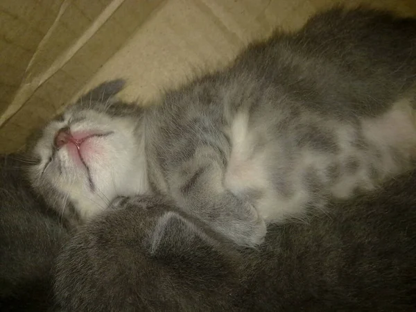 Small Cat Kitten Sleeping Lovely Fluffy Fur — Stock Photo, Image