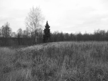 Tepenin manzarası, orman, gökyüzü, ağaçlar, yapraklar ve çimenler yaz ve sonbaharda siyah ve beyaz