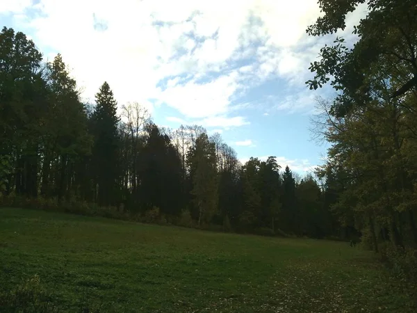 Landskap Kulle Skog Himmel Träd Blad Och Gräs Sommaren Och — Stockfoto