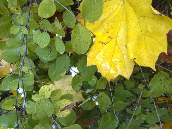 Paisaje Colina Bosque Cielo Árboles Hojas Hierba Verano Otoño — Foto de Stock