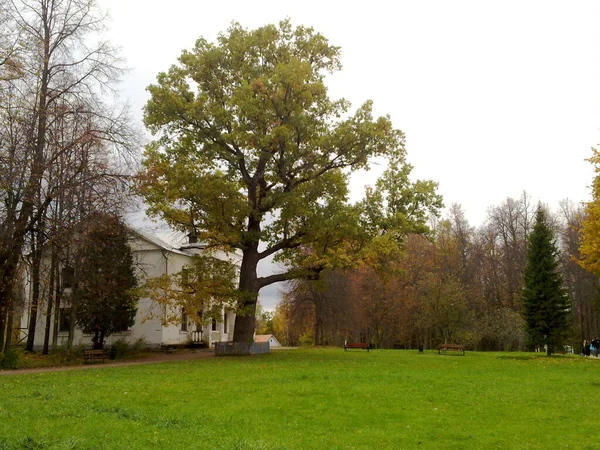 Landschap Van Heuvel Bos Lucht Bomen Bladeren Gras Zomer Herfst — Stockfoto