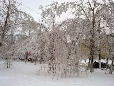 Kışın ormanın ve ağaçların büyüleyici manzarası