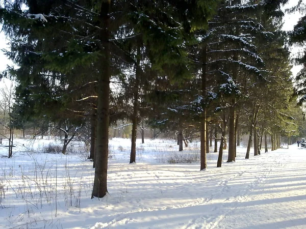 Vista Mágica Floresta Árvores Inverno — Fotografia de Stock