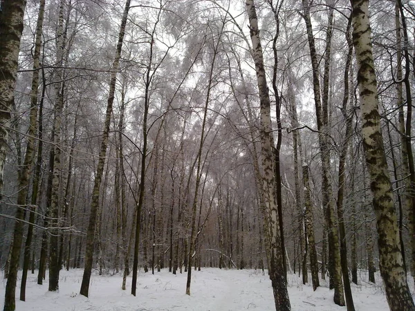 Волшебный Вид Лес Деревья Зимой — стоковое фото