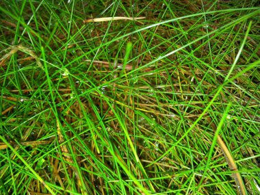 Doğanın nesneleriyle yaz ve sonbahar manzarası