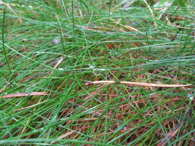 Doğanın nesneleriyle yaz ve sonbahar manzarası