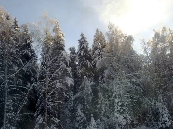 Árboles Bosque Invierno Con Nieve Hielo Invierno Ruso — Foto de Stock