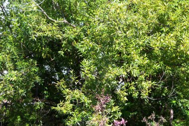 Sonbahar ormanı rüzgar hışırdıyor ağaçlar sallanıyor