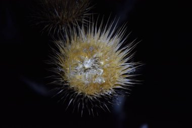 Solmuş Dikenli Bitki (Gece Dünyası)