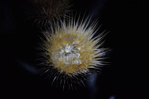 Planta Espinosa Marchita Nightworld — Foto de Stock