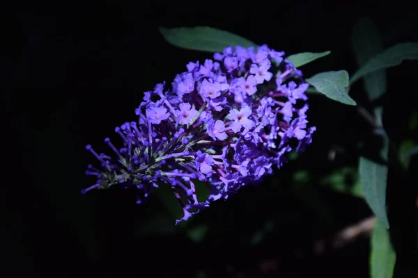 Sarı Çiçek ve onun güzel şekli ve renk gölgeleri