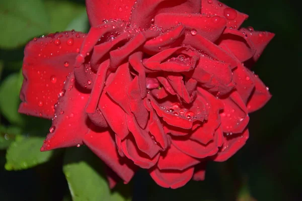 Όμορφο Κόκκινο Σκούρο Τριαντάφυλλο Και Τον Κόσμο Της Νύχτας — Φωτογραφία Αρχείου