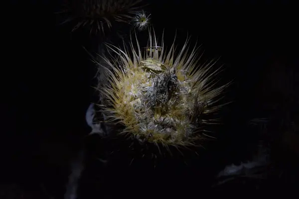 Planta Espinosa Marchita Por Noche — Foto de Stock