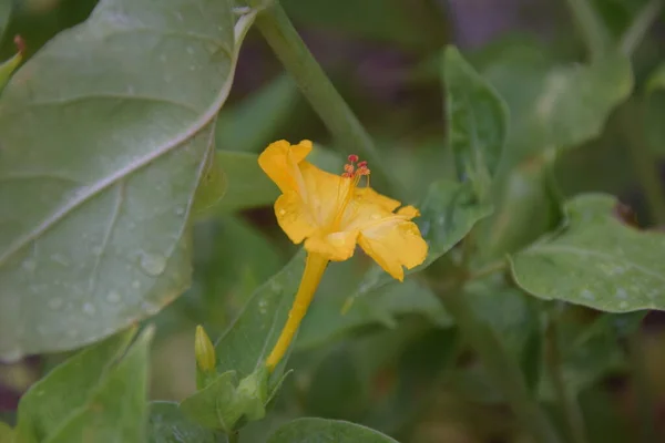 Delicato Fiore Arancio Della Felicità Natura Durante Fioritura — Foto Stock