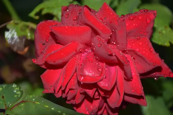 Rosa Vermelha Durante Estação Chuvosa Noite — Fotografia de Stock