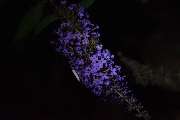 Υπέροχο Μωβ Λουλούδια Νύχτα — Φωτογραφία Αρχείου
