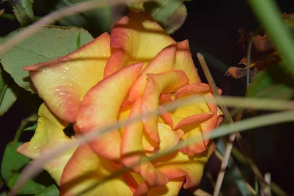 Delikat Orange Gul Ros Lycka Naturen Blomningen — Stockfoto