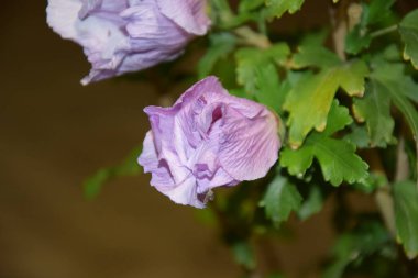 Narin ve güzel mor çiçekler ve gece vakti