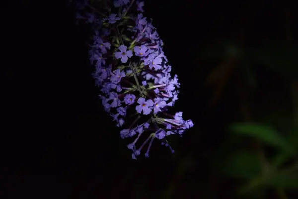 Υπέροχη Φούντα Μοβ Λουλουδιών Νύχτα — Φωτογραφία Αρχείου