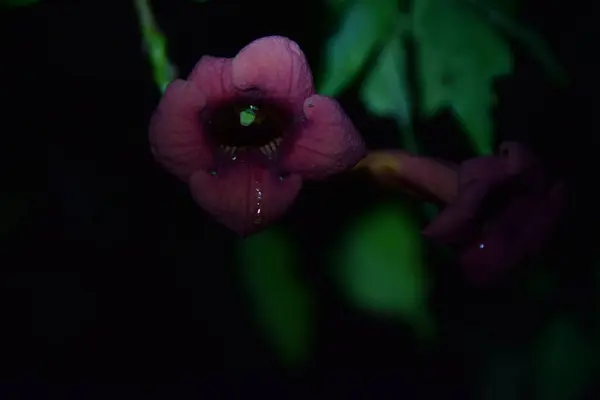 Υπέροχα Λουλούδια Νύχτα — Φωτογραφία Αρχείου