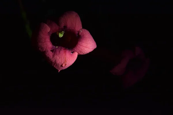 Νύχτα Και Υπέροχος Κόσμος Των Ροζ Νεραϊδών Λουλουδιών — Φωτογραφία Αρχείου