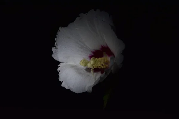 Delikatne Białe Kwiaty Ich Nocny Świat — Zdjęcie stockowe