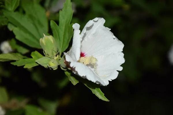 Narin kar beyazı çiçekler ve onların gizemli geceleri.