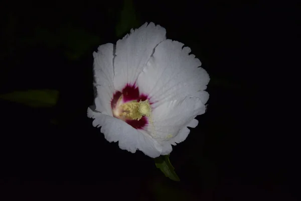 Λεπτά Λευκά Λουλούδια Και Νυχτερινός Μυστηριώδης Κόσμος Τους — Φωτογραφία Αρχείου