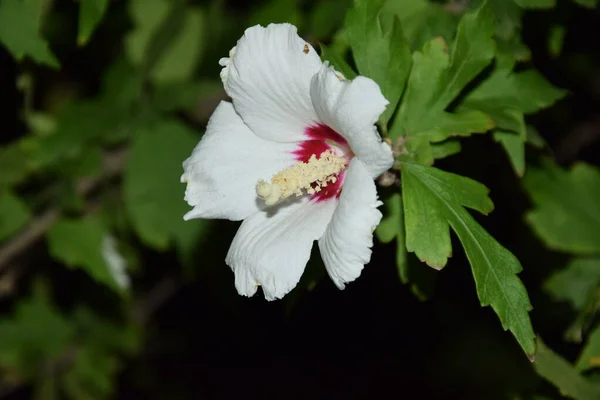 Narin beyaz çiçekler ve onların Gece Dünyası