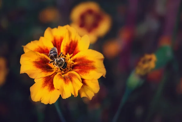 Biene auf einer Ringelblume — Stockfoto