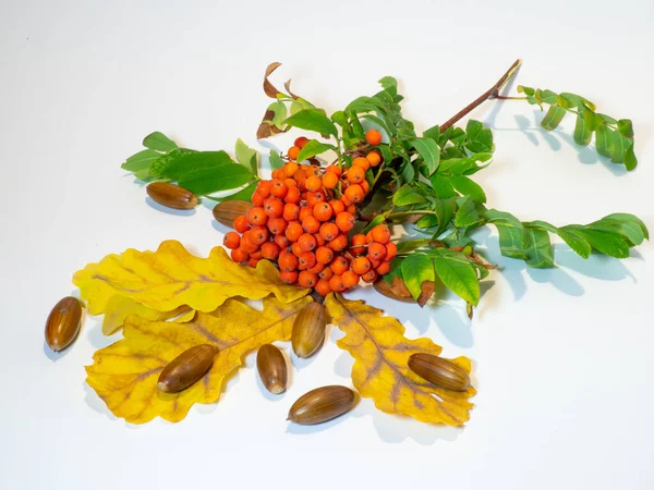 Szczotka Rowan Jesienna Martwa Natura — Zdjęcie stockowe