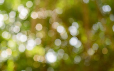 Bir ağaç aracılığıyla ışık bokeh