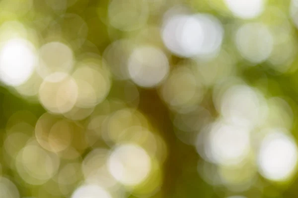 Bokeh di luce attraverso un albero — Foto Stock