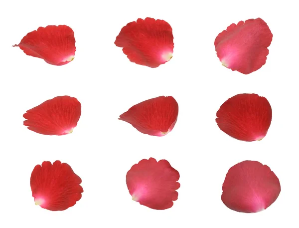 빨간 장미 꽃잎 세트 스톡 사진