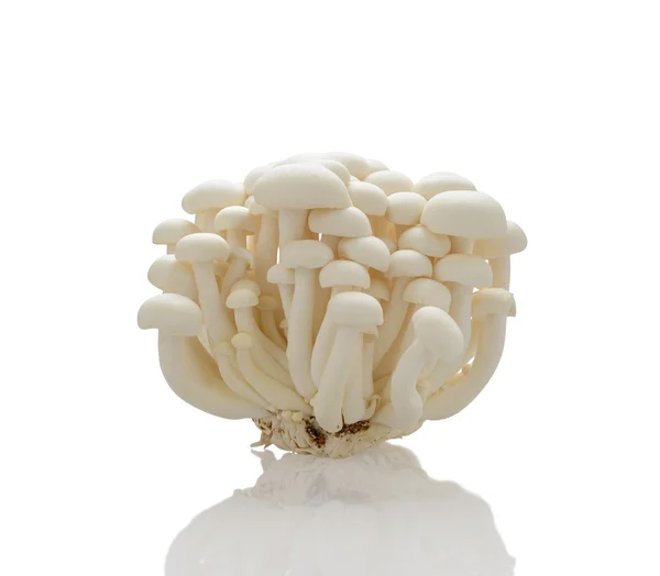 Μανιτάρια λευκά shimeji, σε λευκό φόντο Εικόνα Αρχείου
