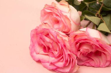 Beyaz arkaplanda pembe gül buketi