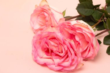 Beyaz arkaplanda pembe gül. Yakın plan.