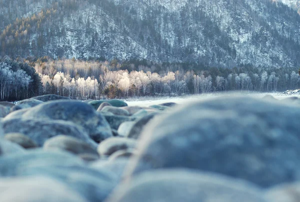 Riverside in de winter. Altay. Katun rivier. — Stockfoto