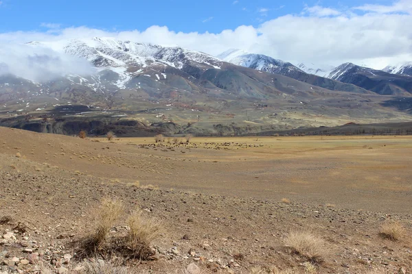 Горный ландшафт, стадо овец и Северо-Чуйский хребет . — стоковое фото