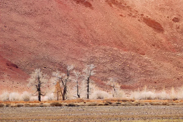 Kosmische Martian wit bomen berglandschap. Altaj. — Stockfoto