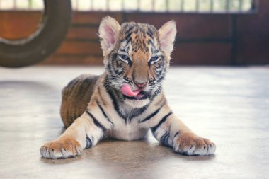 Cute baby tiger greedily licked looking at camera. Small tiger cub.