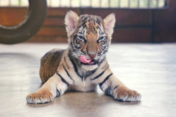 Lindo tigre bebé codiciosamente lamido mirando a la cámara. Pequeño cachorro de tigre . —  Fotos de Stock