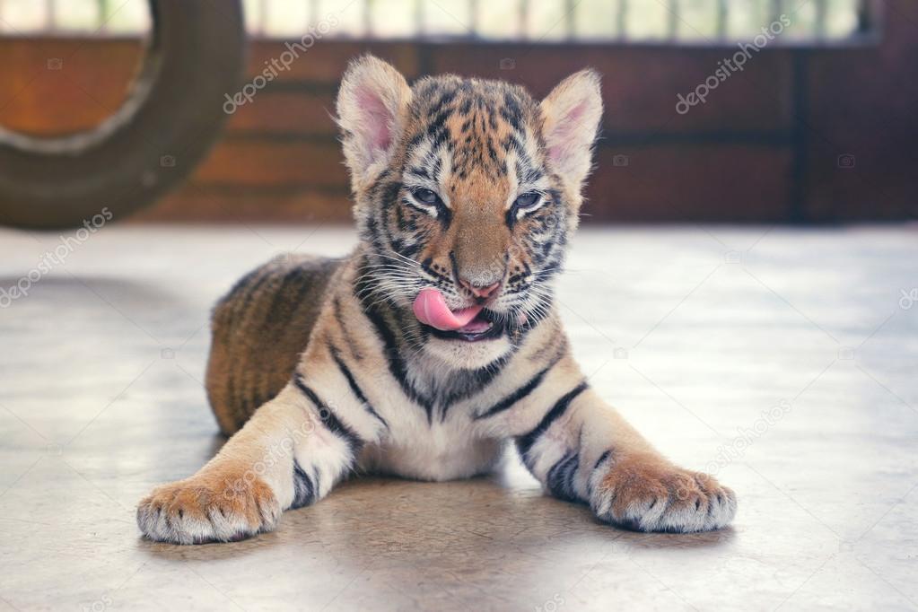 Cute baby tiger greedily licked looking at camera. Small tiger cub.