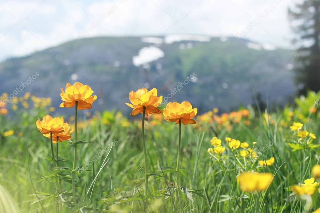 Blossoming flowers field into the mountains. Snow on the hills and blossoming flowers. Beautiful mountain landscape.