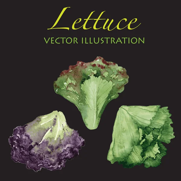 Watercolor lettuce leaves isolated on dark background. — ストックベクタ