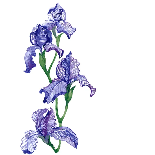 Iris isolado ilustração vetorial aquarela . — Vetor de Stock