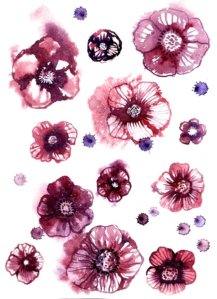 Watercolor anemons isolated flowers vector illustration — Stock vektor