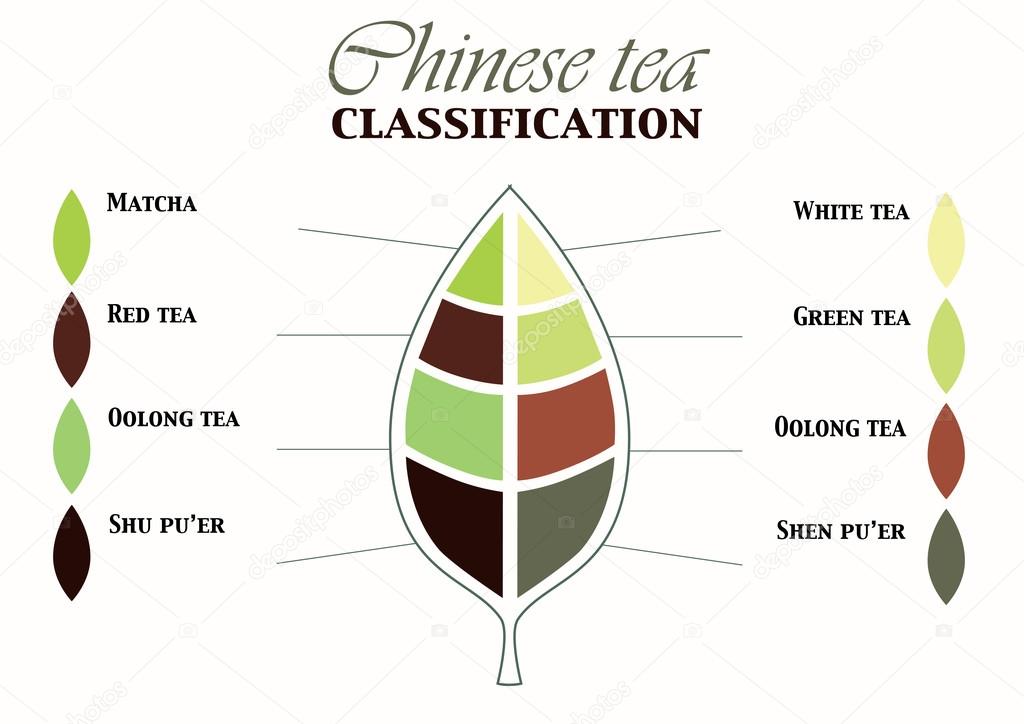 Chinese tea classification. Tea infographics. Types of tea infographics.